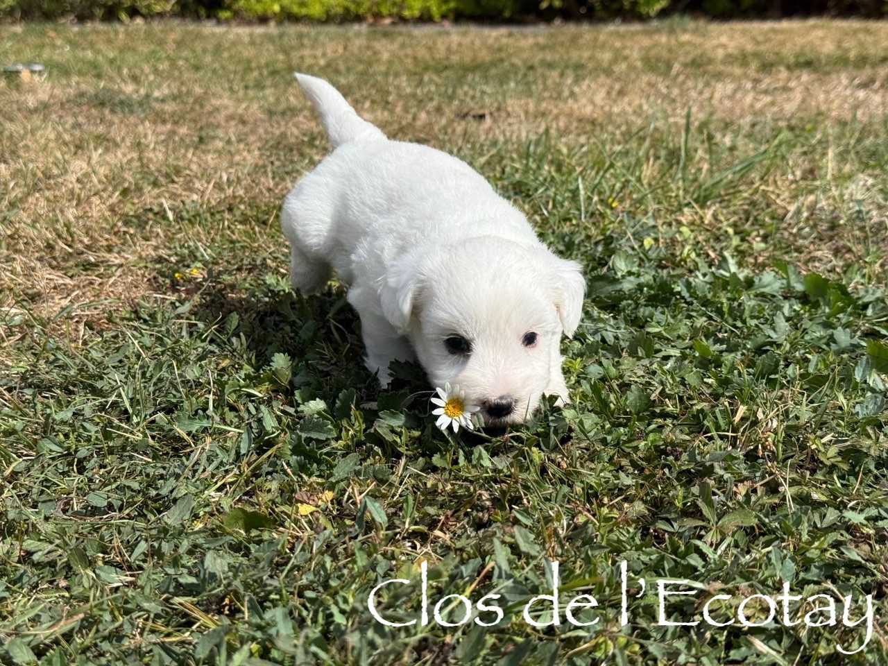 Du Clos De L'Ecotay - Chiots disponibles - Coton de Tulear