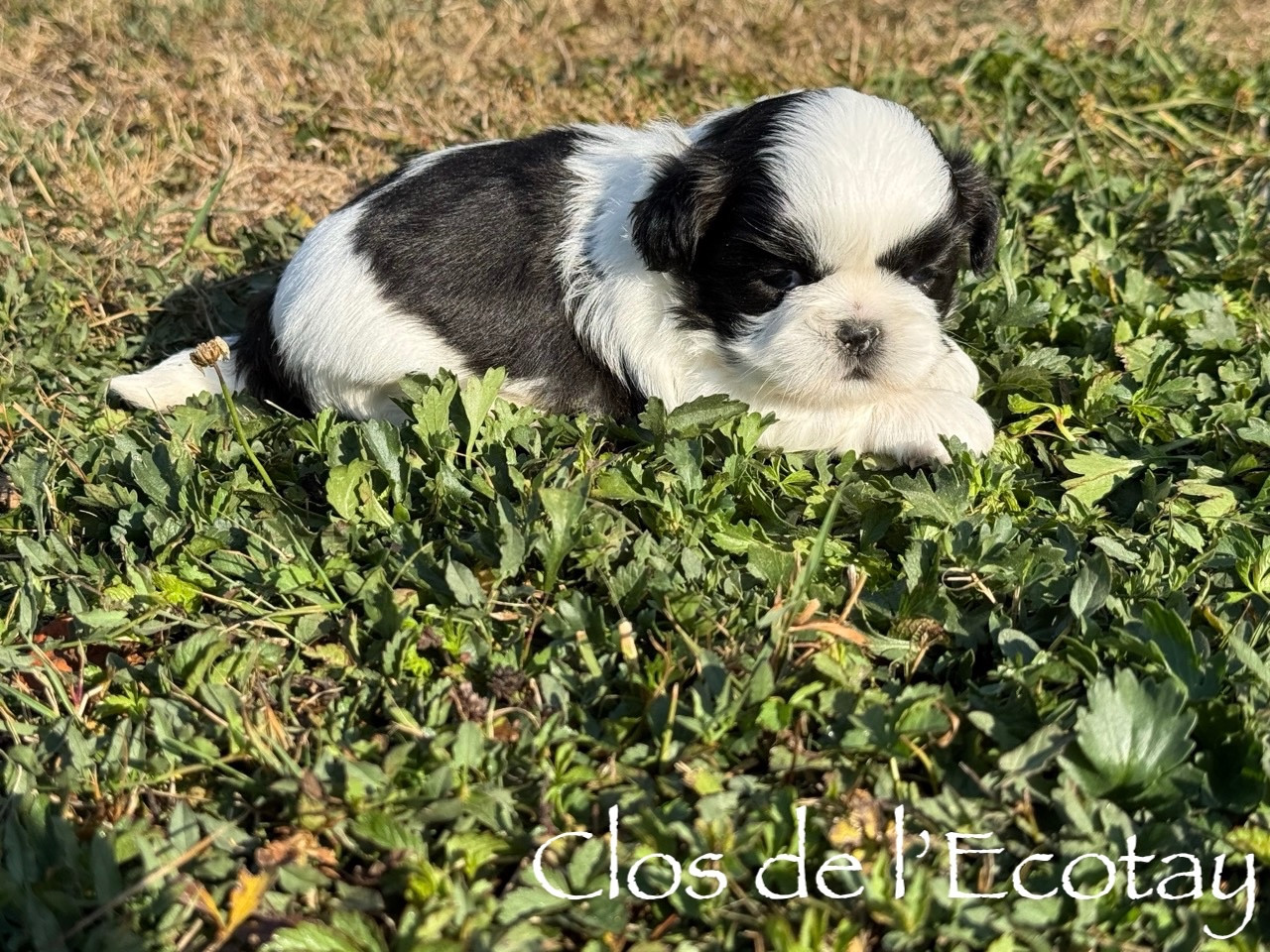 Du Clos De L'Ecotay - Chiots disponibles - Shih Tzu