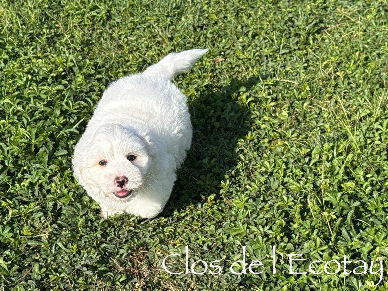 Du Clos De L'Ecotay - Chiots disponibles - Coton de Tulear