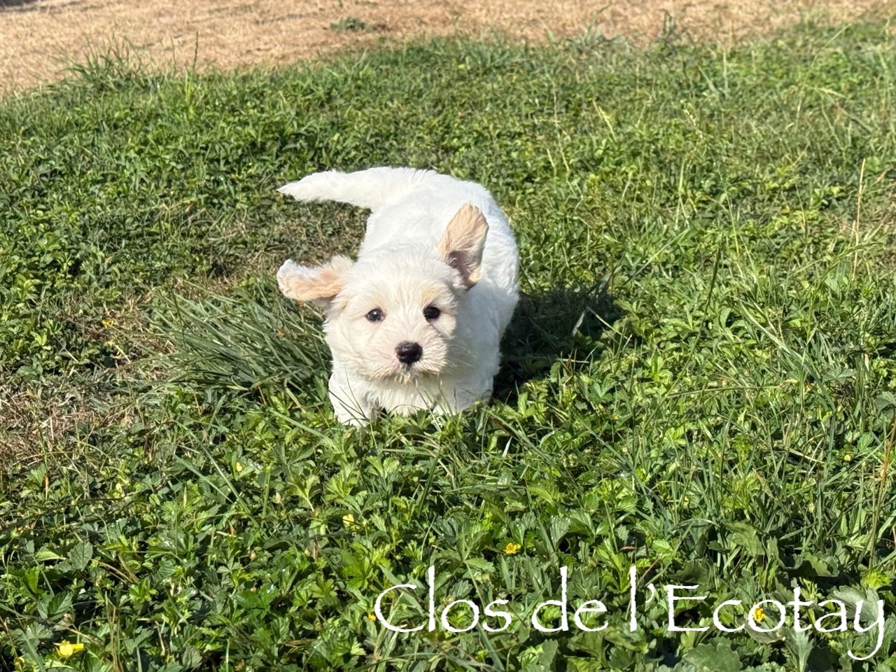 Du Clos De L'Ecotay - Chiots disponibles - Coton de Tulear