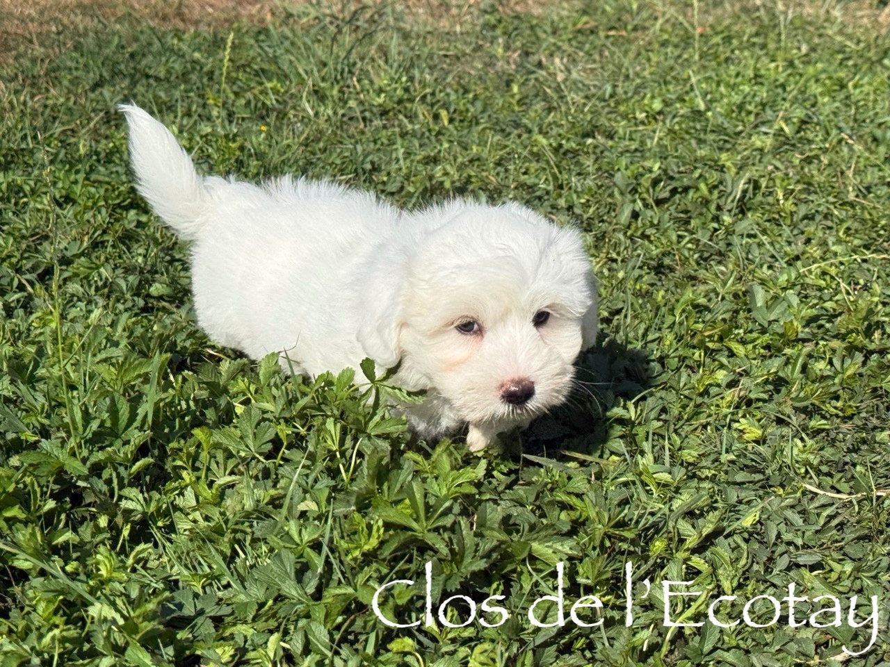 Du Clos De L'Ecotay - Chiots disponibles - Coton de Tulear
