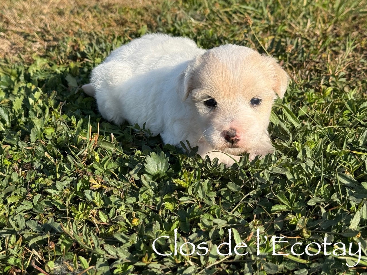 Du Clos De L'Ecotay - Chiots disponibles - Coton de Tulear