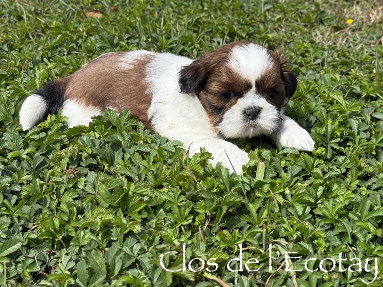 Du Clos De L'Ecotay - Shih Tzu - Portée née le 23/07/2026