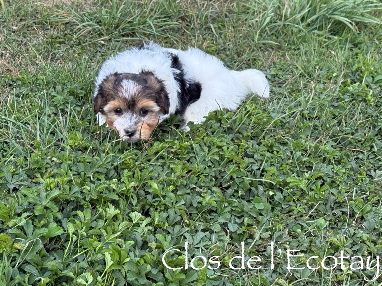 Du Clos De L'Ecotay - Chiots disponibles - Coton de Tulear