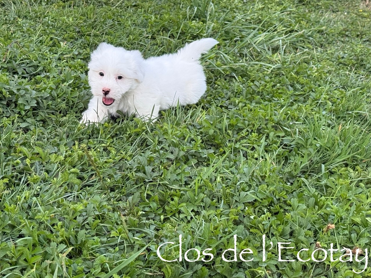 Du Clos De L'Ecotay - Chiots disponibles - Coton de Tulear