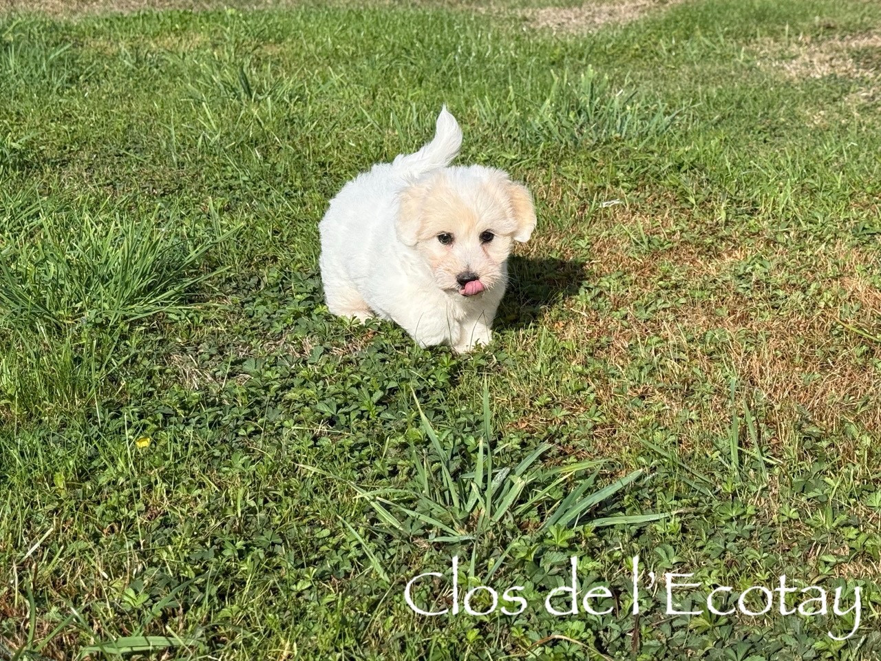 Du Clos De L'Ecotay - Chiots disponibles - Coton de Tulear
