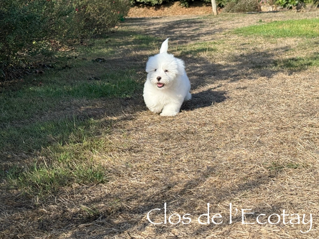 Du Clos De L'Ecotay - Chiots disponibles - Coton de Tulear