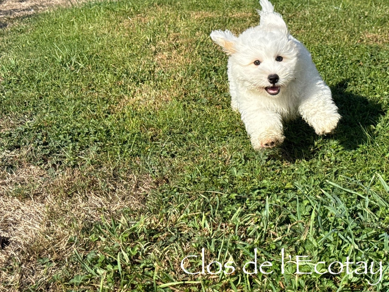 Du Clos De L'Ecotay - Chiots disponibles - Coton de Tulear