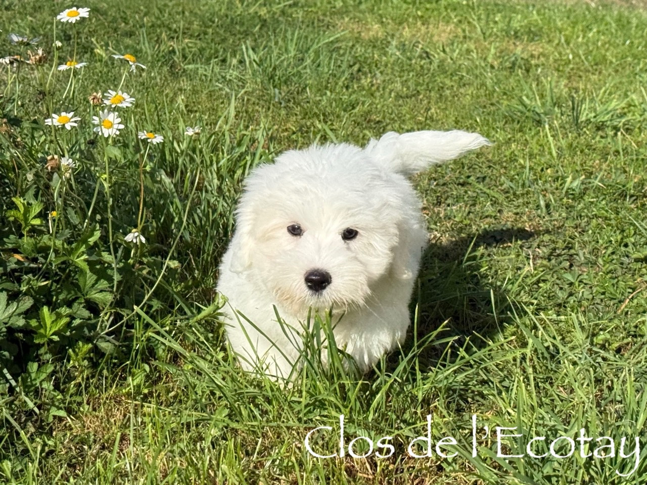 Du Clos De L'Ecotay - Chiots disponibles - Coton de Tulear