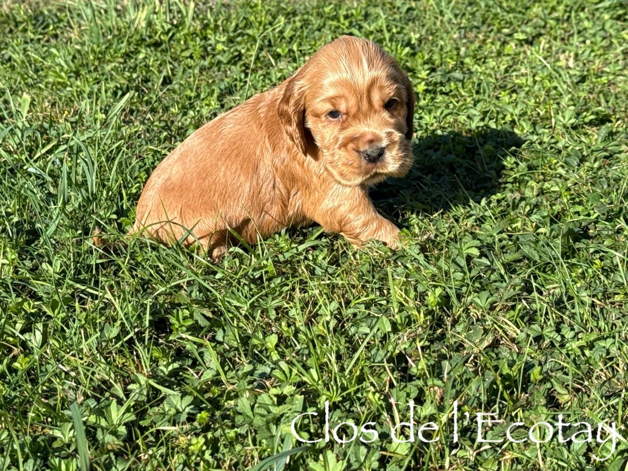Du Clos De L'Ecotay - Chiots disponibles - Cocker Spaniel Anglais