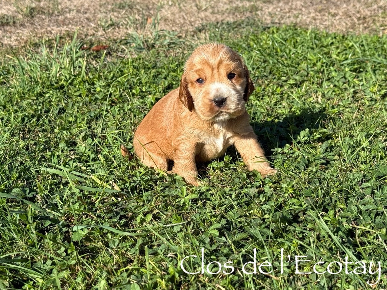 Du Clos De L'Ecotay - Chiots disponibles - Cocker Spaniel Anglais