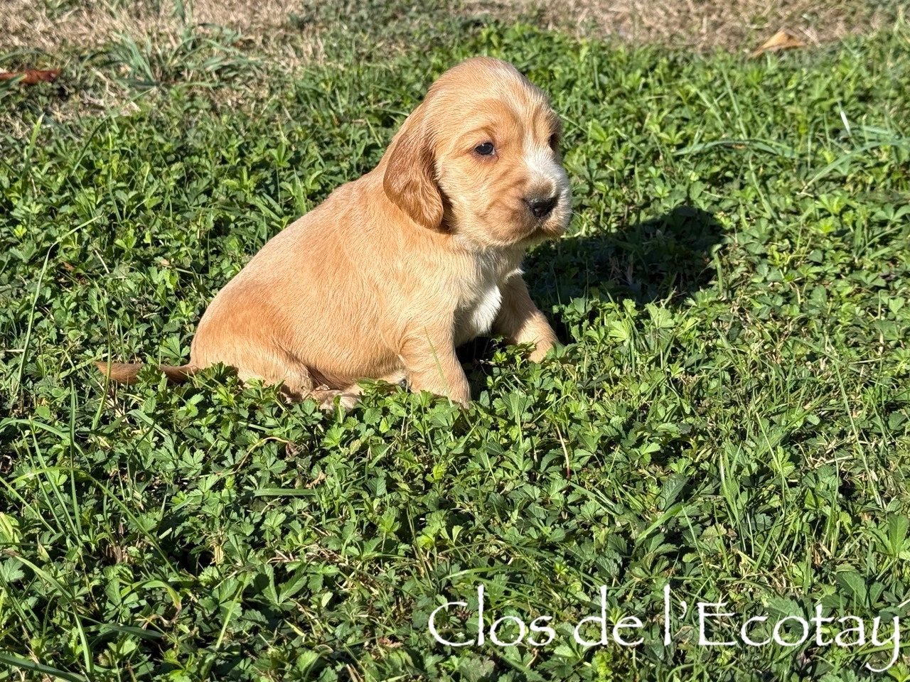 Du Clos De L'Ecotay - Chiots disponibles - Cocker Spaniel Anglais