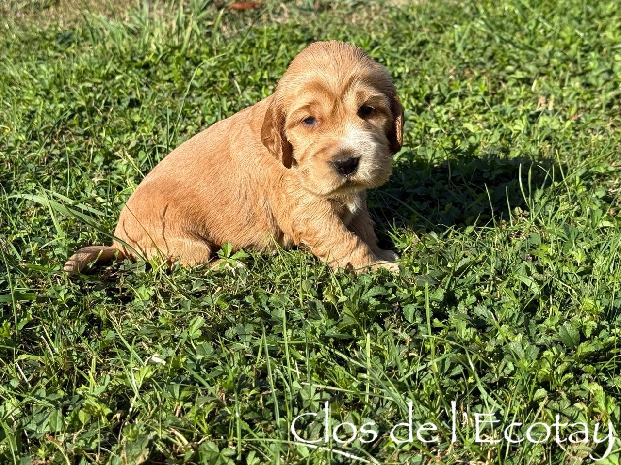 Du Clos De L'Ecotay - Chiots disponibles - Cocker Spaniel Anglais
