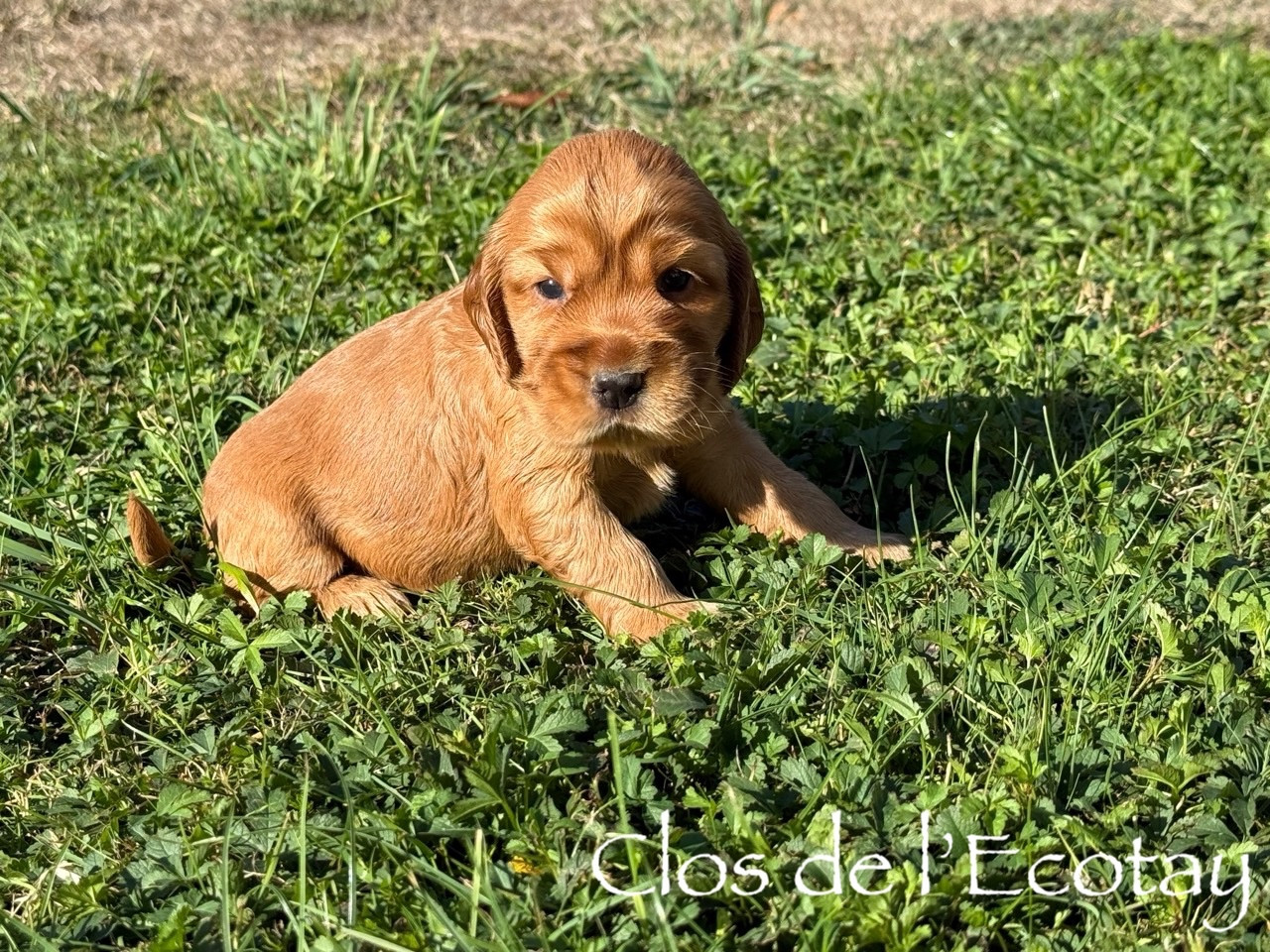 Du Clos De L'Ecotay - Chiots disponibles - Cocker Spaniel Anglais