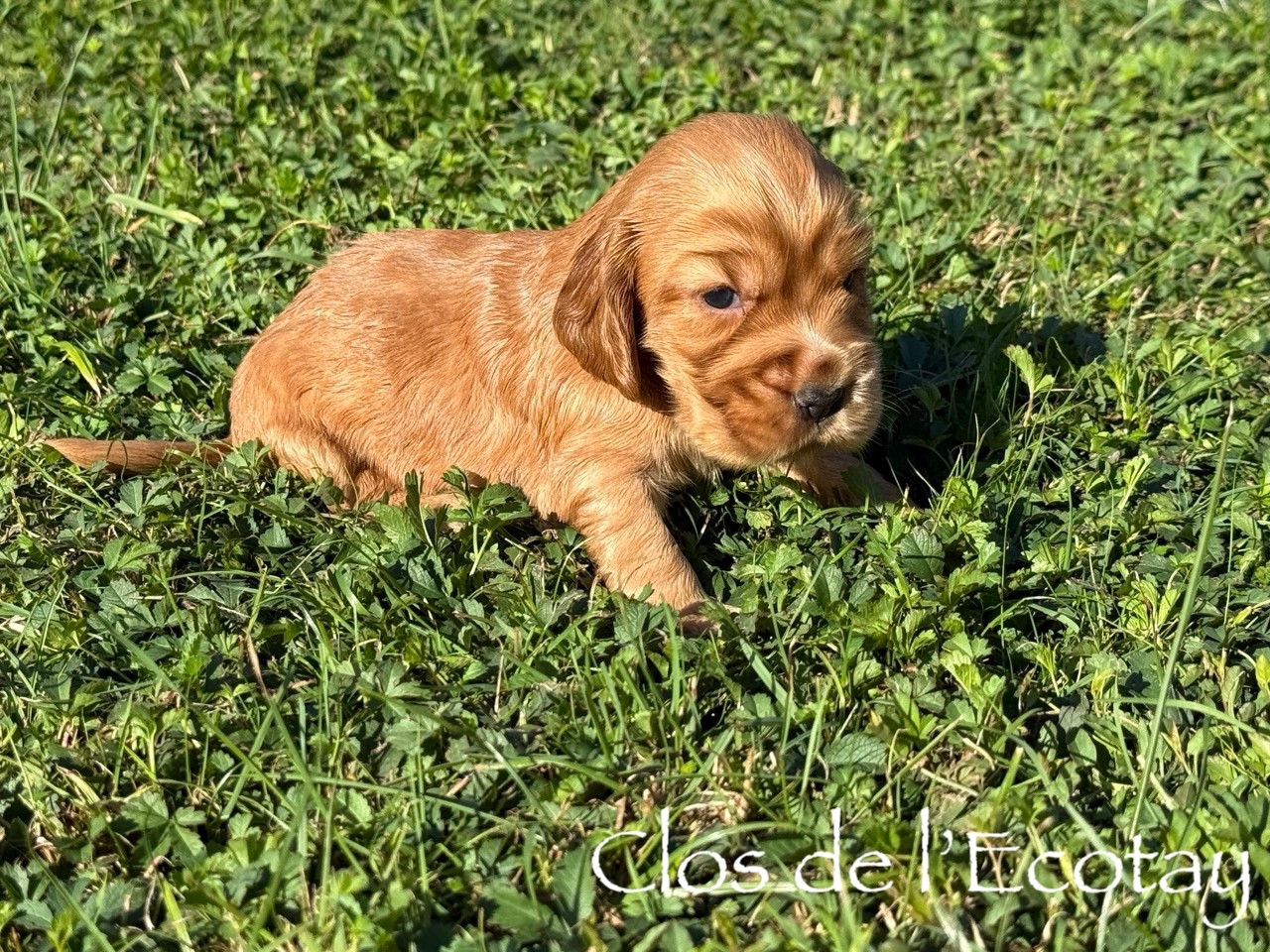 Du Clos De L'Ecotay - Chiots disponibles - Cocker Spaniel Anglais