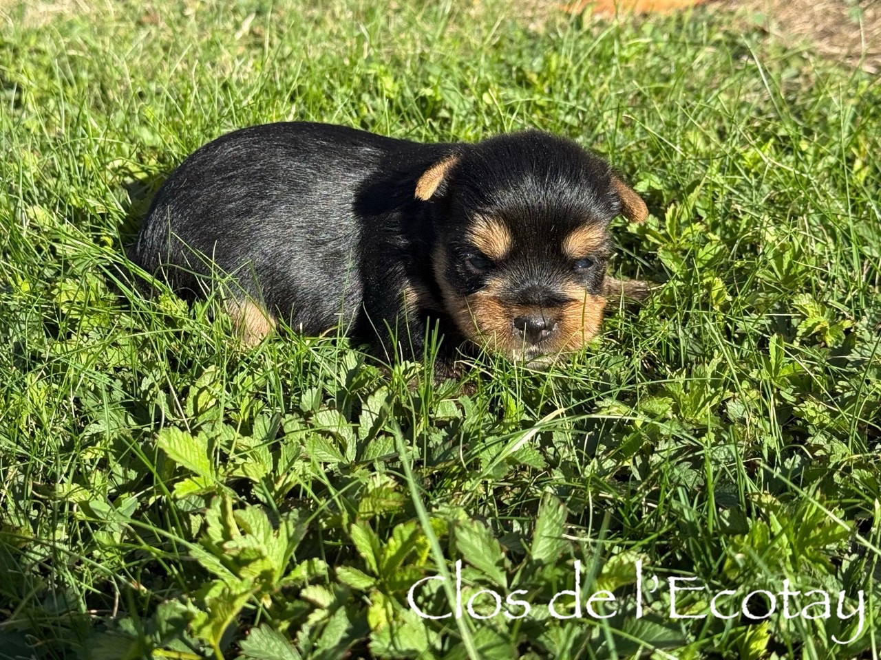Du Clos De L'Ecotay - Chiots disponibles - Yorkshire Terrier