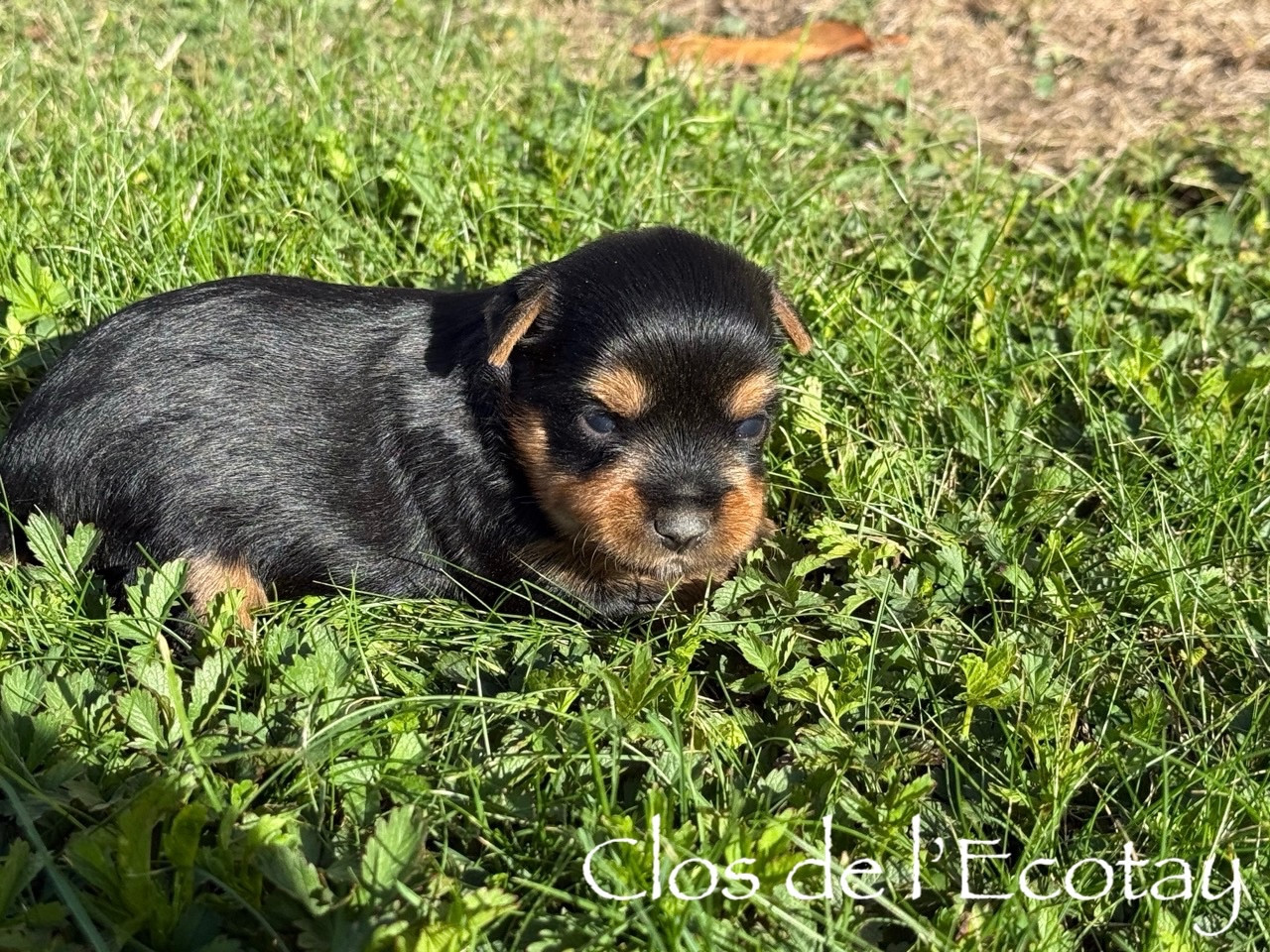 Du Clos De L'Ecotay - Chiots disponibles - Yorkshire Terrier