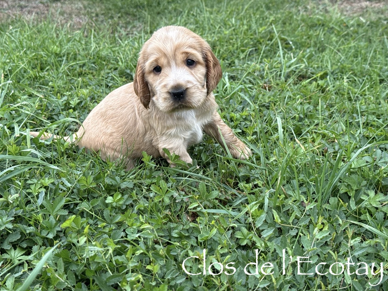 Du Clos De L'Ecotay - Chiots disponibles - Cocker Spaniel Anglais