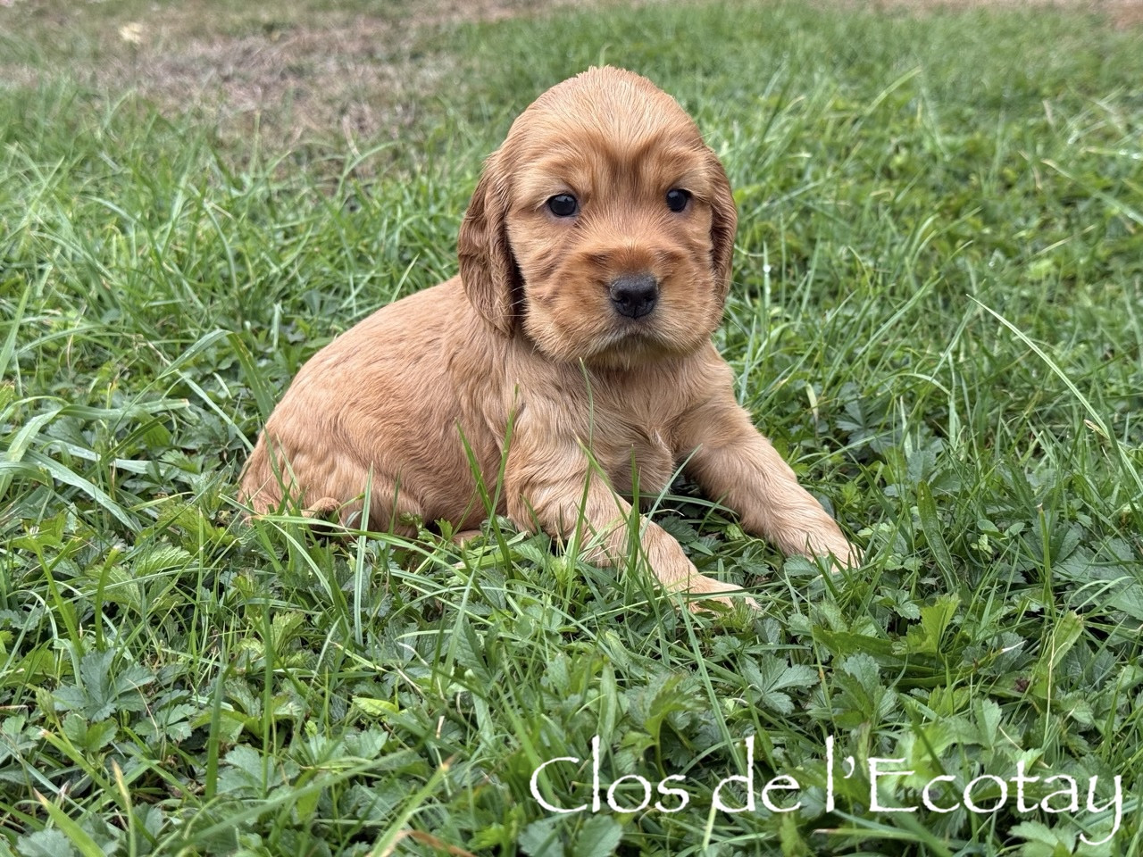 Du Clos De L'Ecotay - Chiots disponibles - Cocker Spaniel Anglais