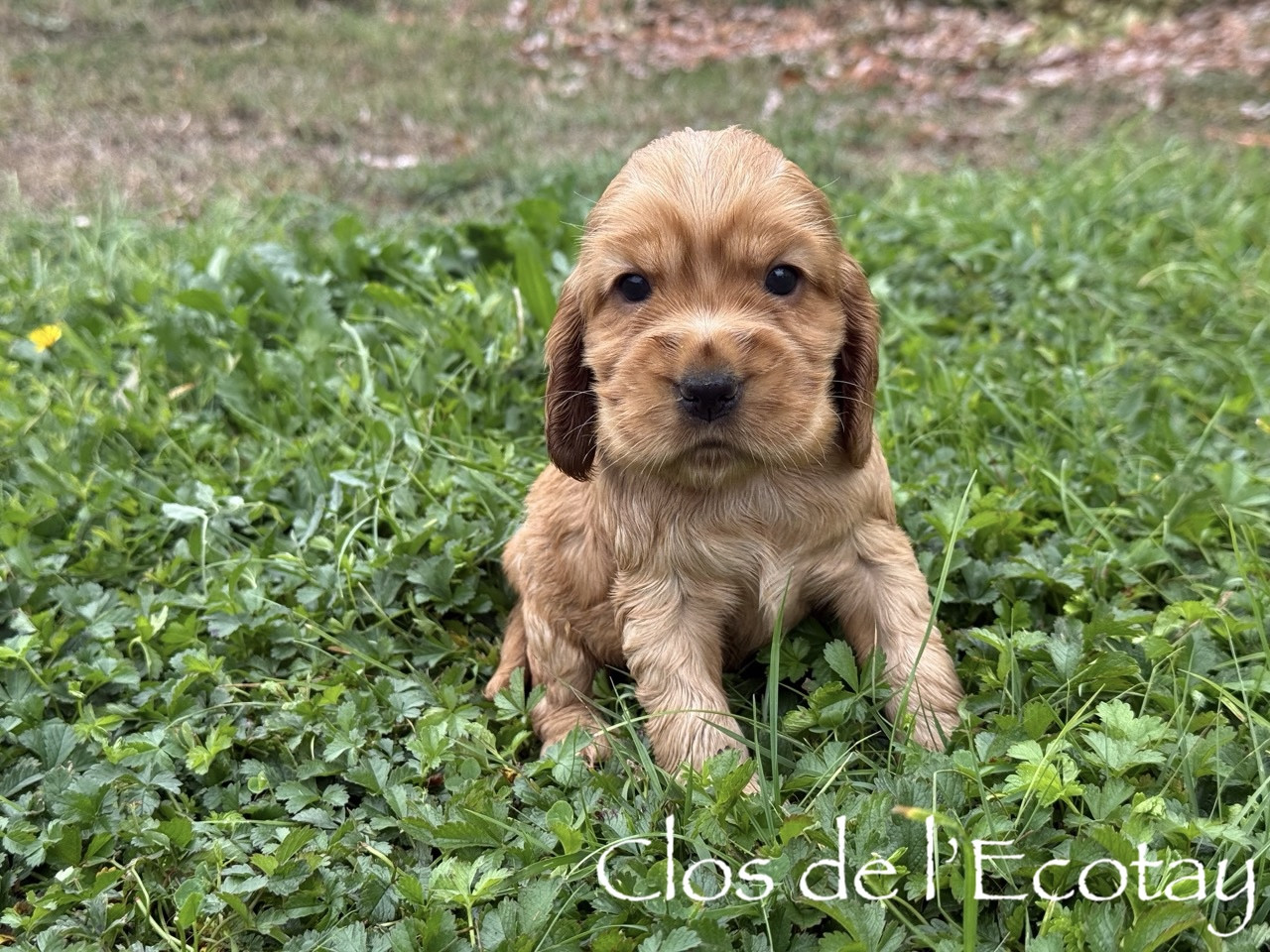 Du Clos De L'Ecotay - Chiots disponibles - Cocker Spaniel Anglais