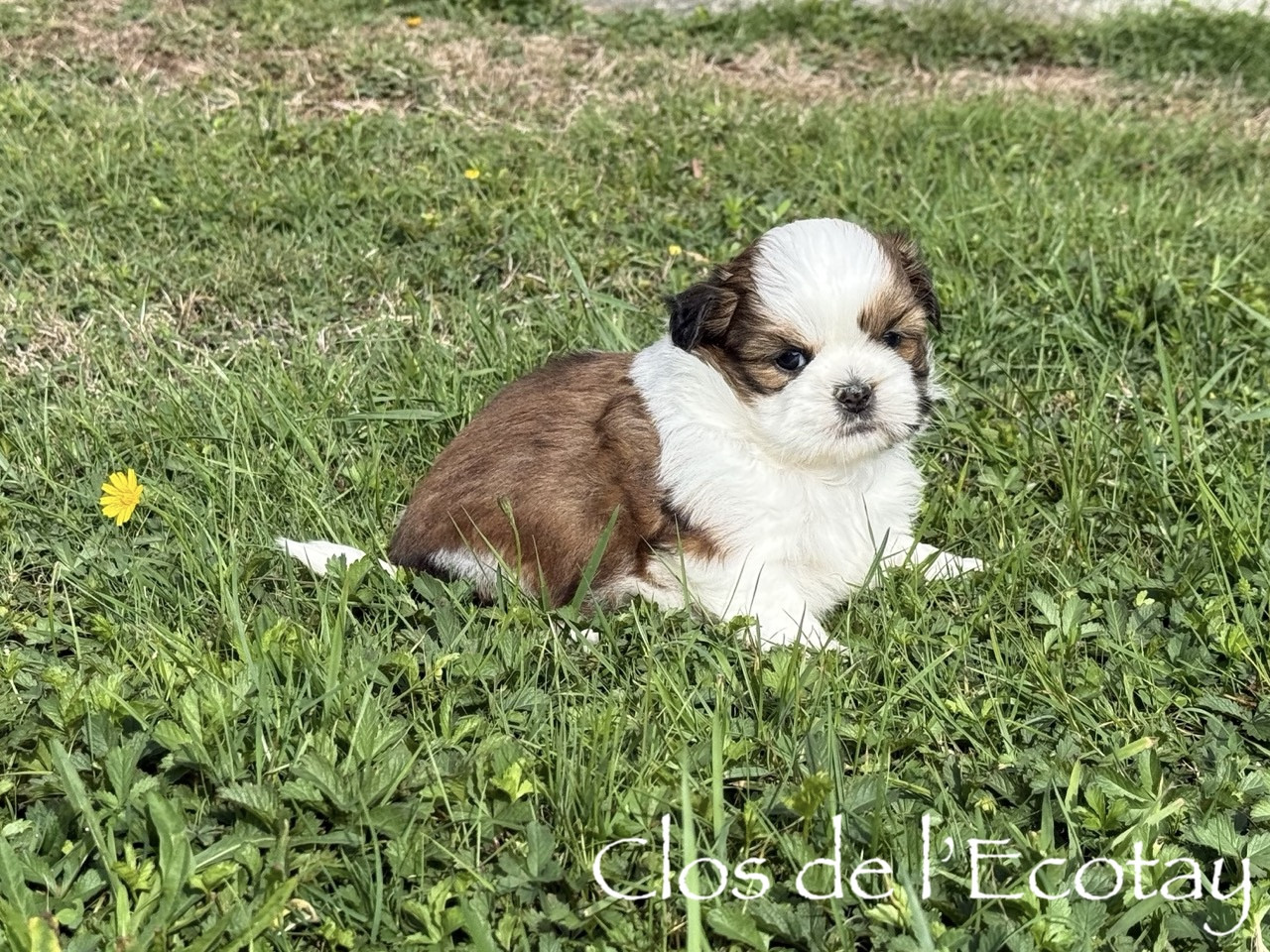 Du Clos De L'Ecotay - Chiots disponibles - Shih Tzu