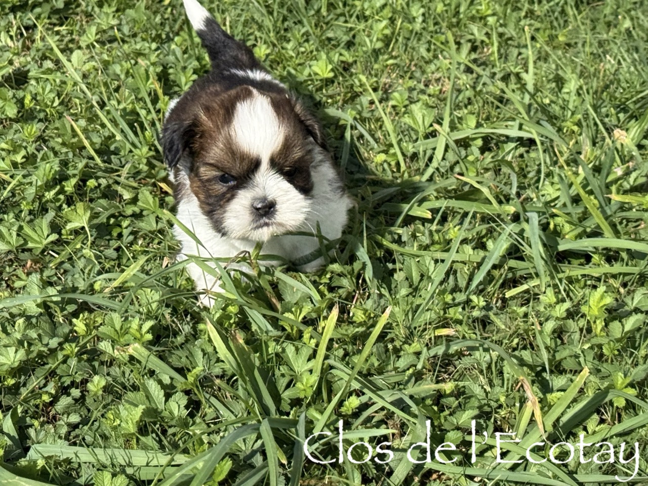 Du Clos De L'Ecotay - Chiots disponibles - Shih Tzu