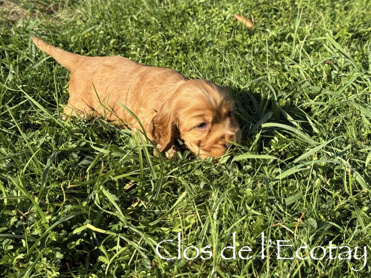 Du Clos De L'Ecotay - Chiots disponibles - Cocker Spaniel Anglais