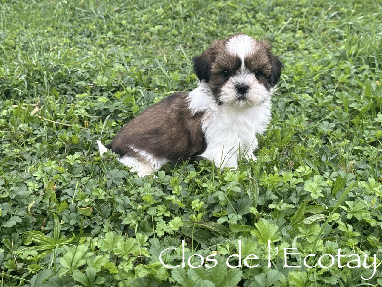 Du Clos De L'Ecotay - Chiots disponibles - Shih Tzu