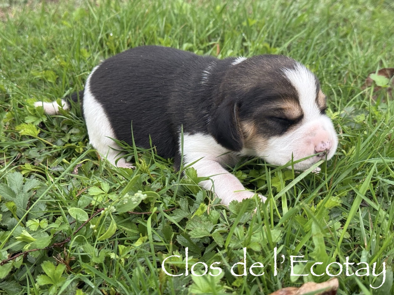 Du Clos De L'Ecotay - Chiots disponibles - Beagle