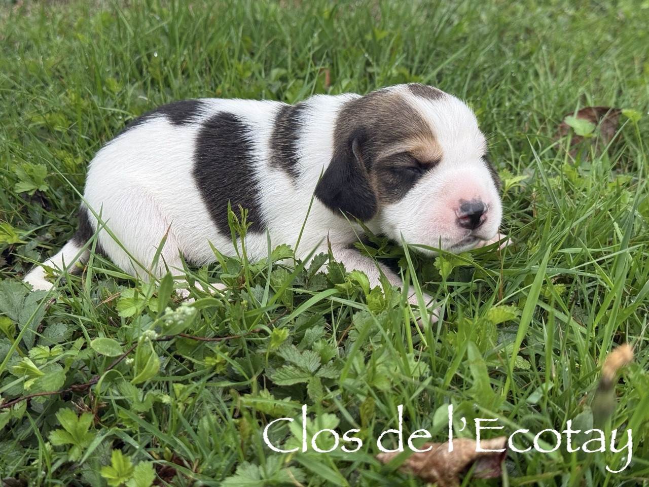 Du Clos De L'Ecotay - Chiots disponibles - Beagle