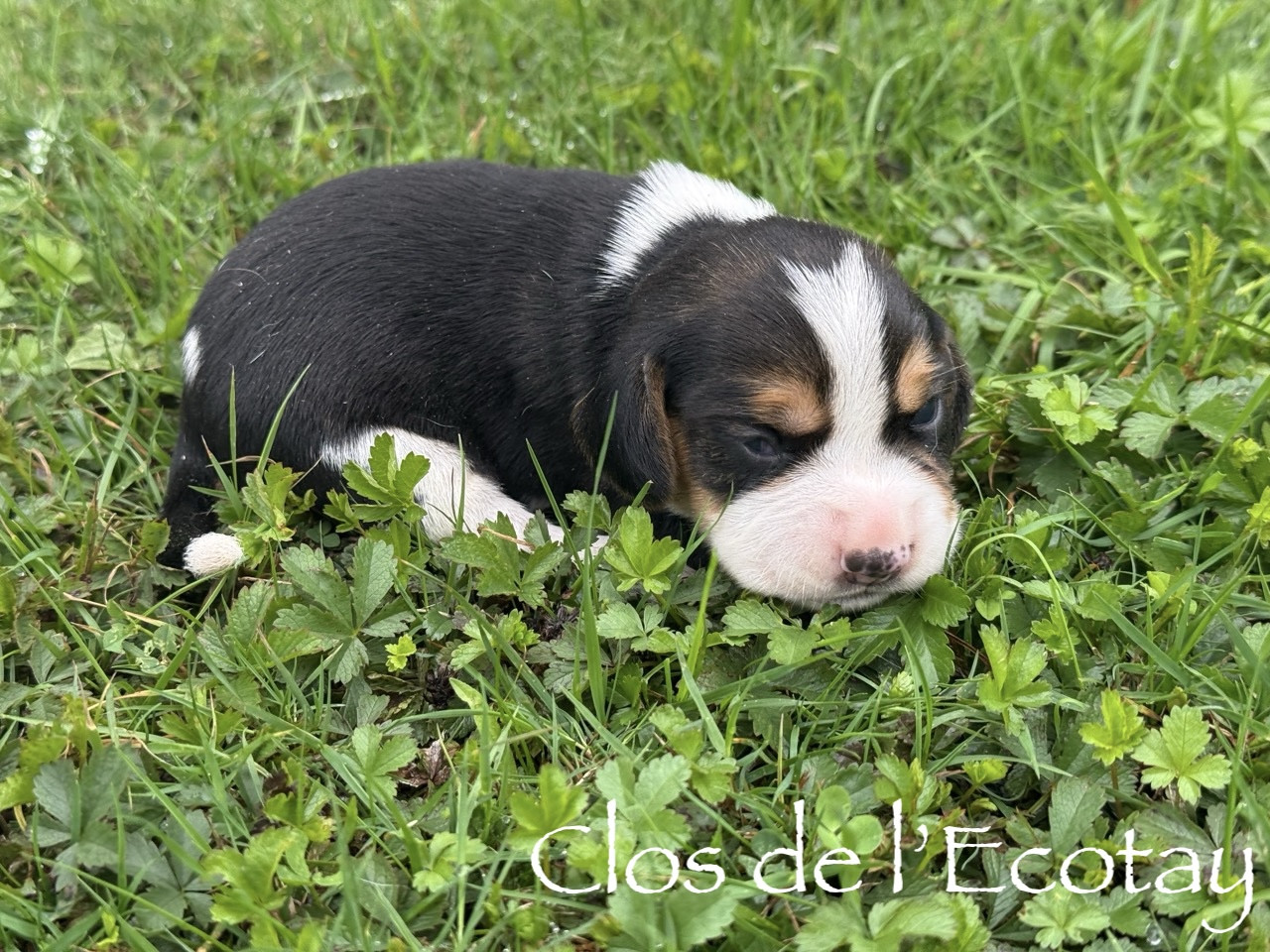 Du Clos De L'Ecotay - Chiots disponibles - Beagle