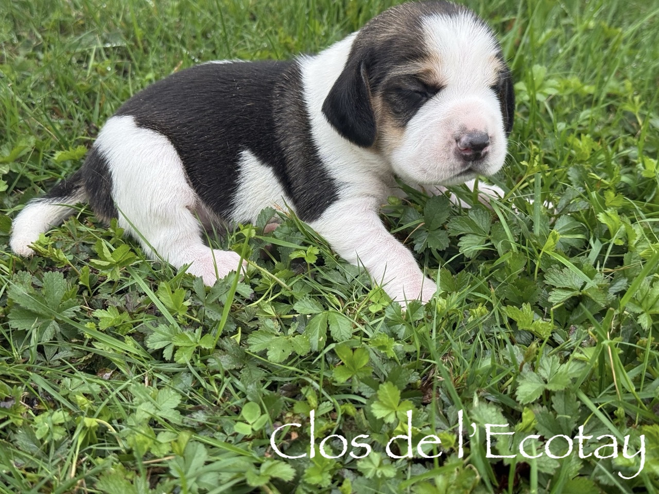 Du Clos De L'Ecotay - Chiots disponibles - Beagle