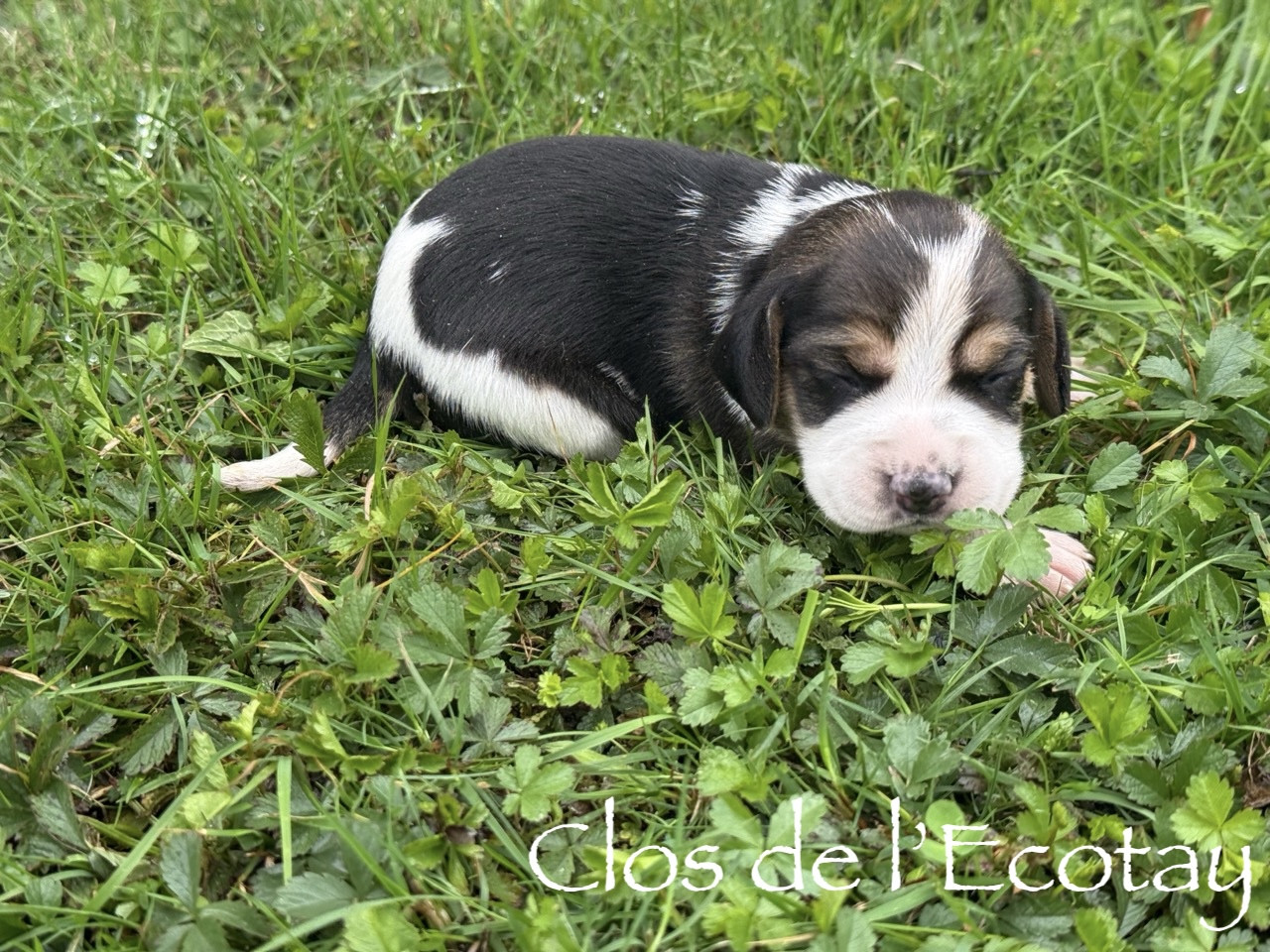 Du Clos De L'Ecotay - Chiots disponibles - Beagle