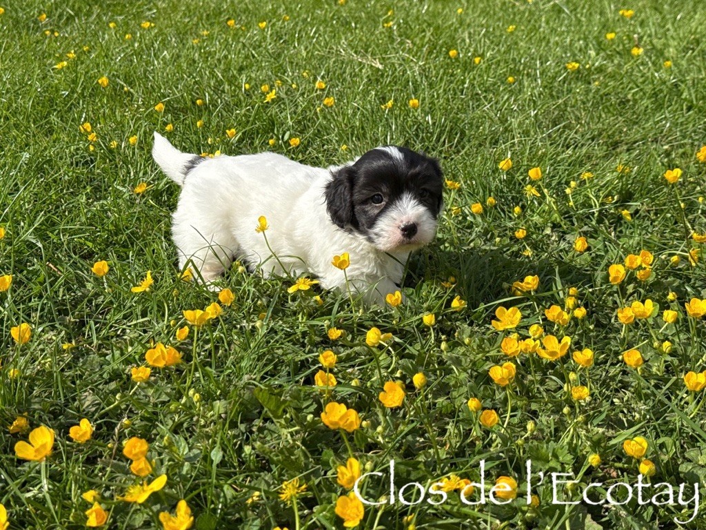 Du Clos De L'Ecotay - Chiots disponibles - Coton de Tulear