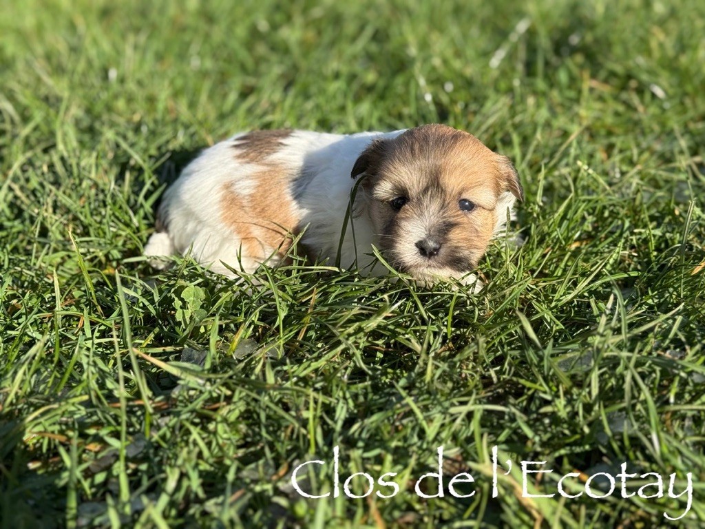 Du Clos De L'Ecotay - Chiots disponibles - Coton de Tulear
