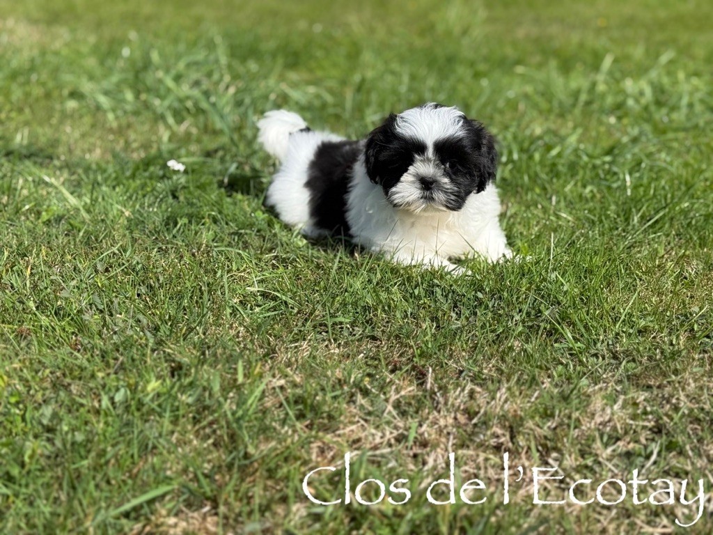 Du Clos De L'Ecotay - Chiots disponibles - Shih Tzu