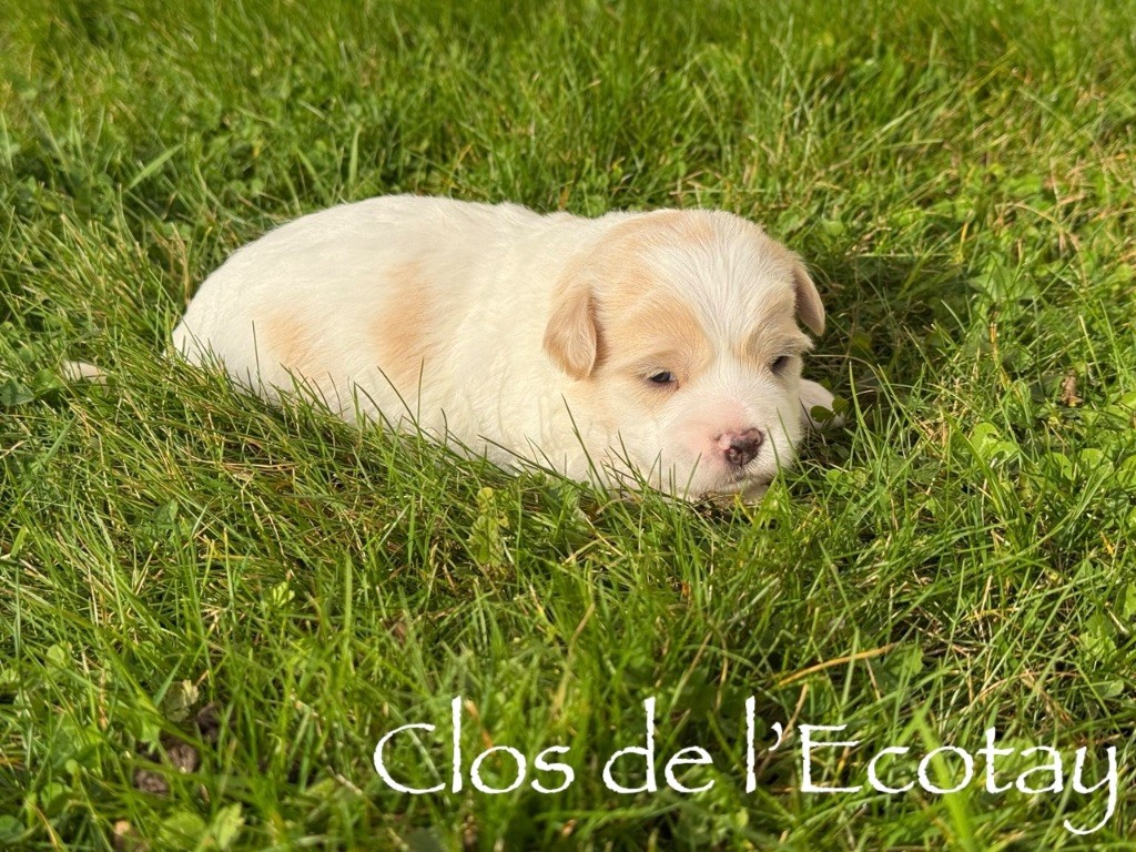 Du Clos De L'Ecotay - Chiots disponibles - Coton de Tulear
