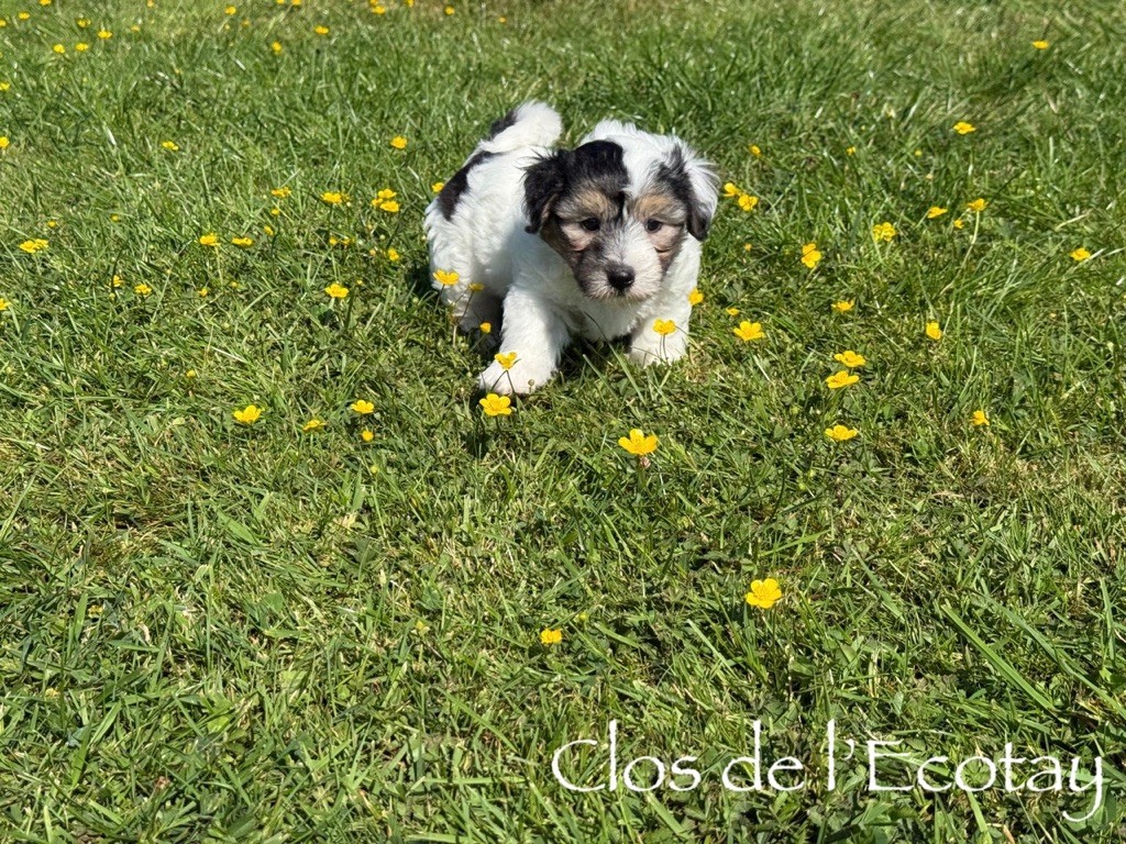 Du Clos De L'Ecotay - Chiots disponibles - Coton de Tulear