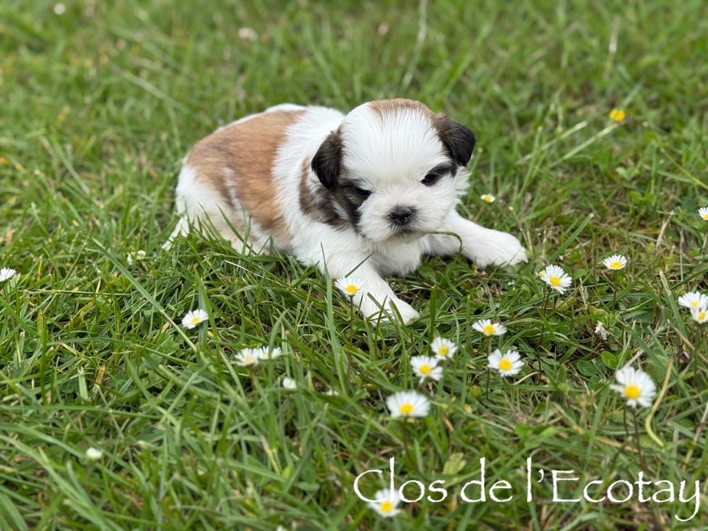 Du Clos De L'Ecotay - Chiots disponibles - Shih Tzu