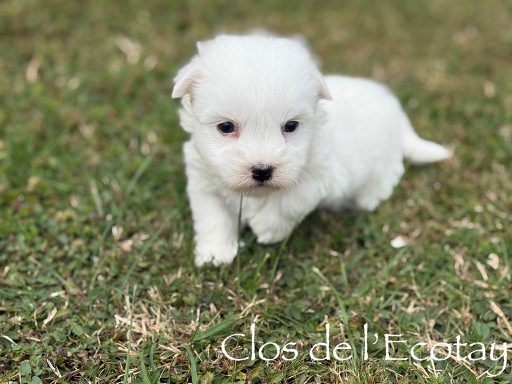 Du Clos De L'Ecotay - Chiots disponibles - Coton de Tulear