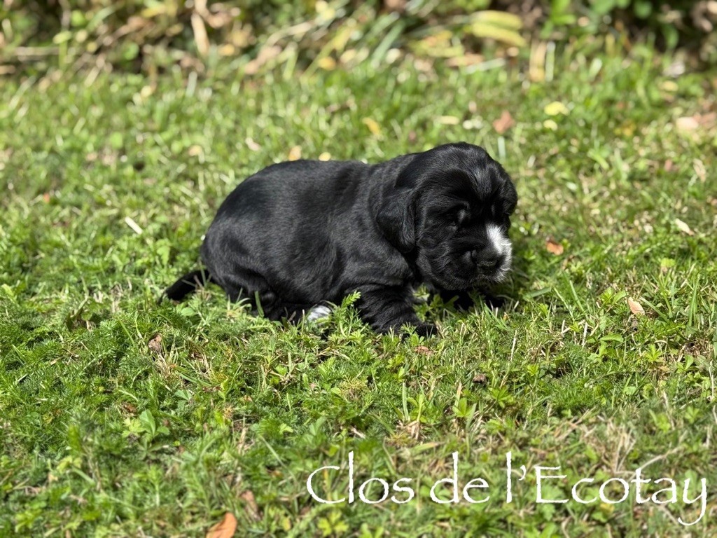 Du Clos De L'Ecotay - Chiots disponibles - Cocker Spaniel Anglais