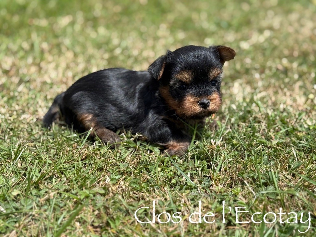 Du Clos De L'Ecotay - Chiots disponibles - Yorkshire Terrier