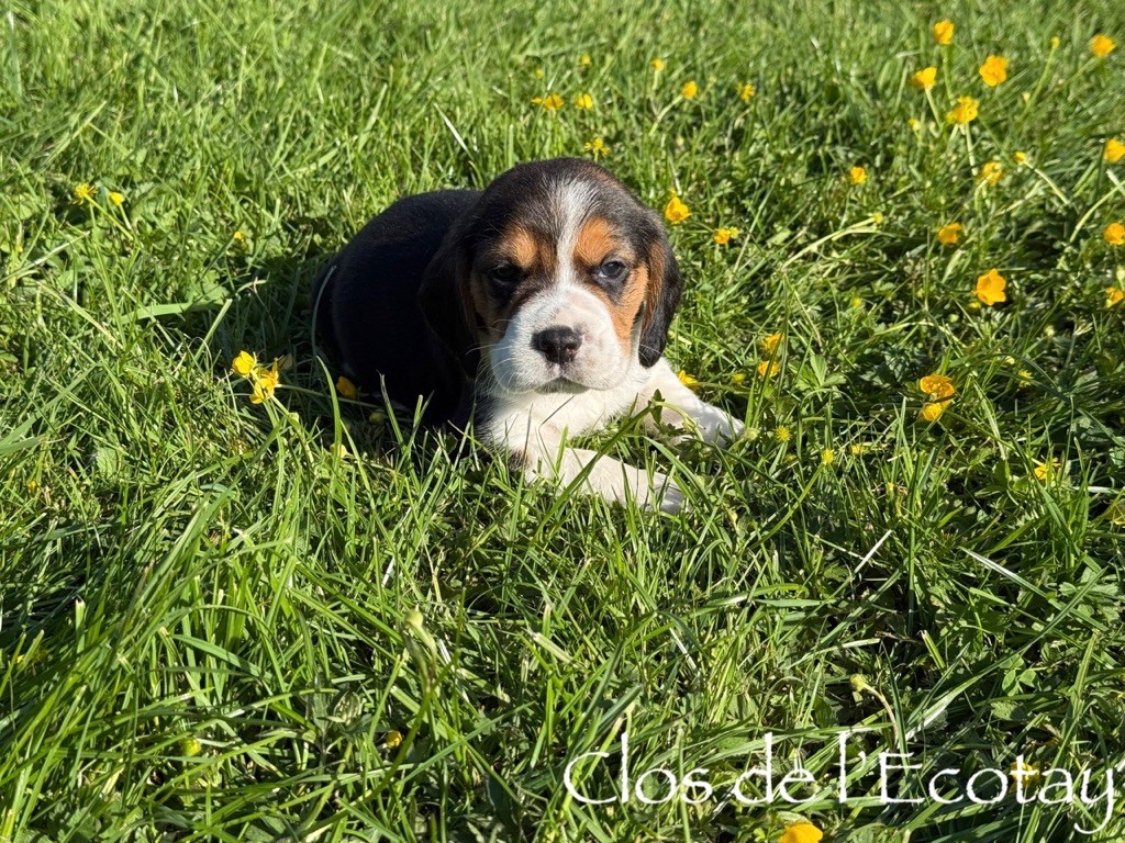 Du Clos De L'Ecotay - Chiots disponibles - Beagle