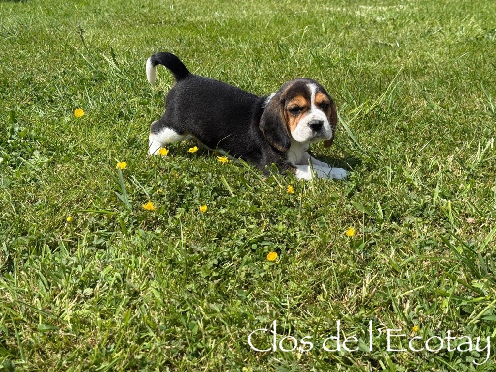 Du Clos De L'Ecotay - Chiots disponibles - Beagle