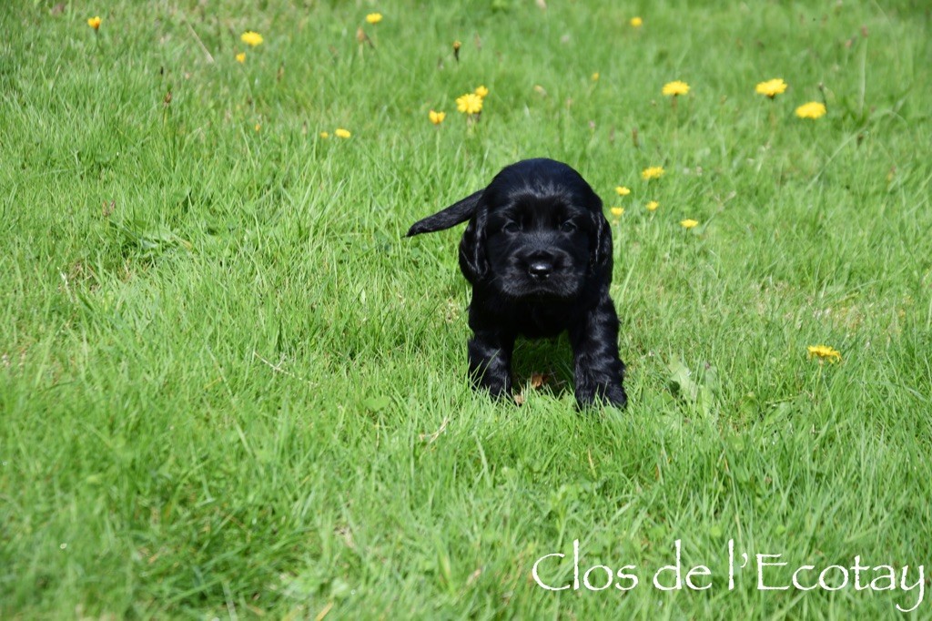 Du Clos De L'Ecotay - Cocker Spaniel Anglais - Portée née le 28/08/2024