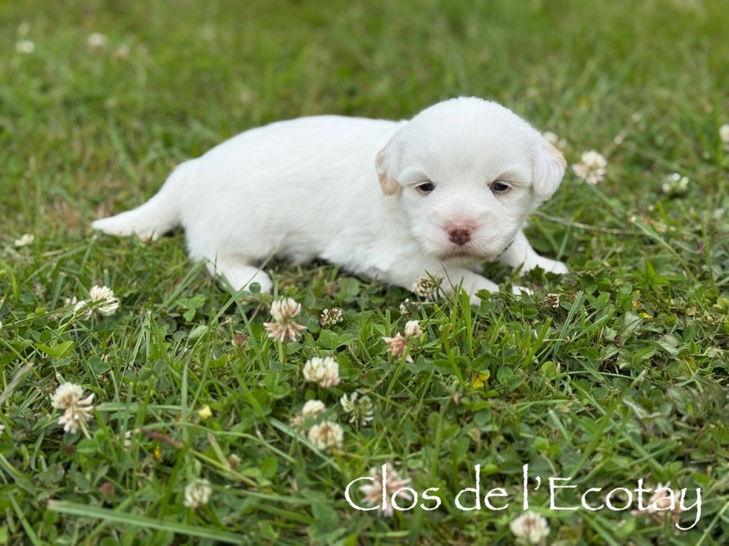 Du Clos De L'Ecotay - Chiots disponibles - Coton de Tulear