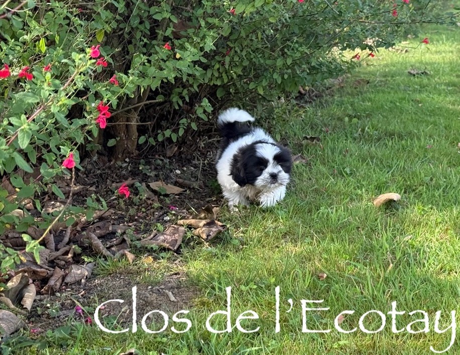 Du Clos De L'Ecotay - Chiots disponibles - Shih Tzu
