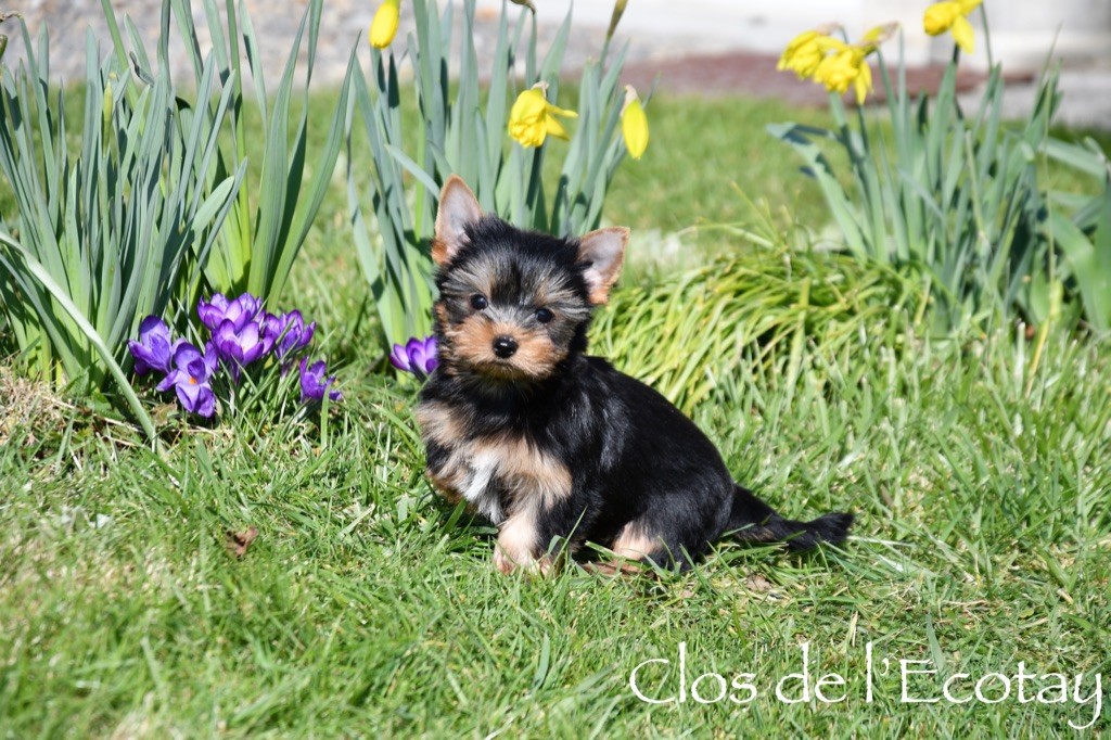 Du Clos De L'Ecotay - Chiots disponibles - Yorkshire Terrier