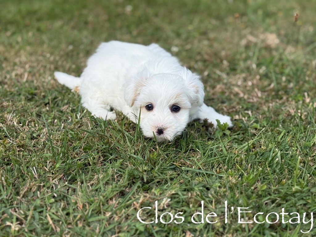 Du Clos De L'Ecotay - Chiots disponibles - Coton de Tulear