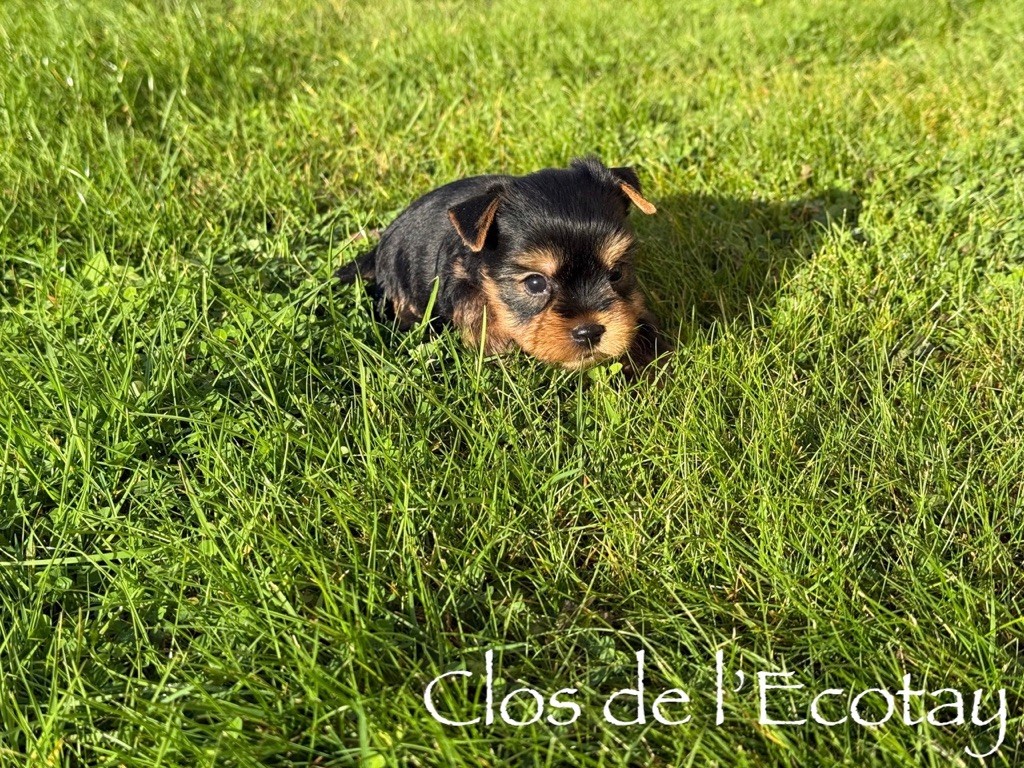 Du Clos De L'Ecotay - Chiots disponibles - Yorkshire Terrier